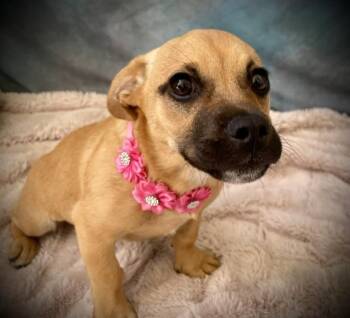 Boxer Dogs Available for Adoption in Salinas, California - LOLA | PetCurious