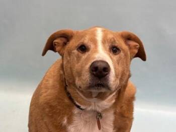 Zeke -  Labrador Retriever and Pit Bull Terrier Dog for Adoption in Golden Valley, Minnesota - Zeke | PetCurious