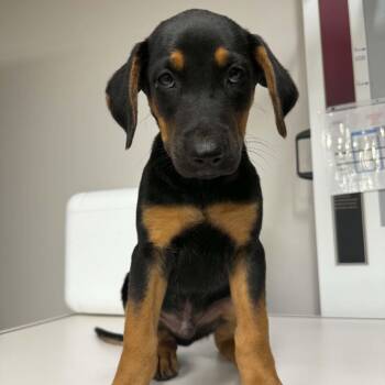Rusty -  Doberman Pinscher and Mixed Breed Dog for Adoption in Opelika, Alabama - Rusty | PetCurious