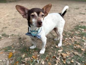 Chihuahua and Terrier Dogs Available for Adoption in Friendswood, Texas - Skittles So Silly | PetCurious