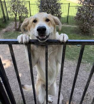 Lux -  Great Pyrenees Dog for Adoption in Denton, Texas - Lux | PetCurious