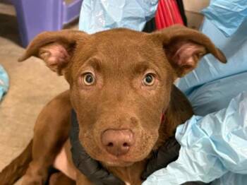 Labrador Retriever and Pit Bull Terrier Dogs Available for Adoption in Portland, Oregon - Dorothy | PetCurious