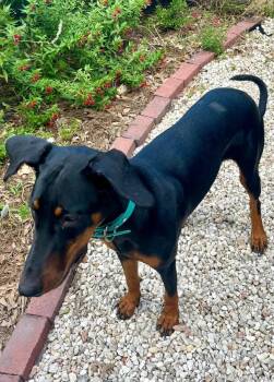 Violet -  Doberman Pinscher Dog for Adoption in Polk, Ohio - Violet | PetCurious