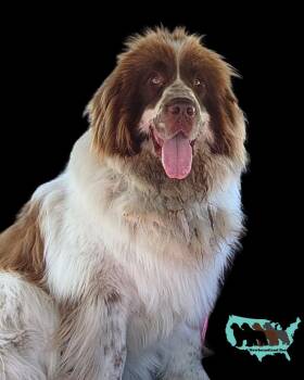 Rosie -  Newfoundland Dog and Great Pyrenees Dog for Adoption in Ledyard, Connecticut - Rosie | PetCurious
