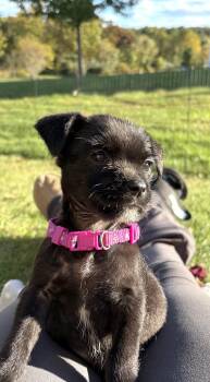 Stella (Female) Avail 10/29 Halloween Puppies -  Schnauzer and Boxer Dog for Adoption in West Grove, Pennsylvania - Stella (Female) Avail 10/29 Halloween Puppies | PetCurious