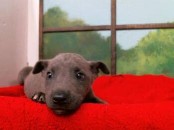 German Shepherd Dog and Mixed Breed Dogs Available for Adoption in Houston, Texas - VALENTINO | PetCurious