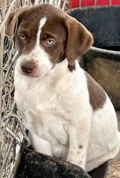 Michael or Dwight from The Office -  English Pointer Dog for Adoption in Okolona, Mississippi - Michael Or Dwight From The Office | PetCurious