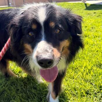 Max -  Australian Shepherd Dog for Adoption in Goleta, California - Max | PetCurious
