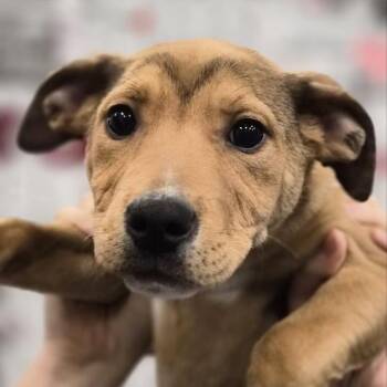 Pit Bull Terrier Dogs Available for Adoption - Nancy | PetCurious