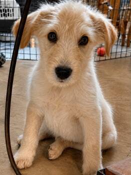 Aussiedoodle Dogs Available for Adoption in Grand Rapids, Michigan - Buzz | PetCurious
