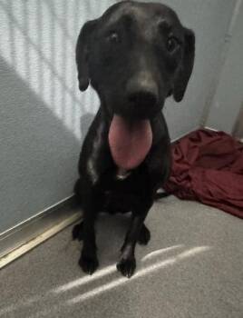 Maria -  Mixed Breed Dog for Adoption in West Chester, Pennsylvania - Maria | PetCurious