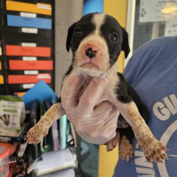 Mixed Breed Dogs Available for Adoption - TNGC-Stray-1101 | PetCurious