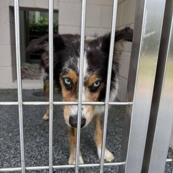 Australian Shepherd Dogs Available for Adoption in Buchanan Dam, Texas - Louie | PetCurious