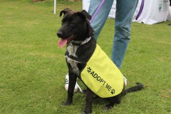 Rescue Shepherd and Black Labrador Retriever Dogs for Adoption in Toronto, Ontario - Star | PetCurious