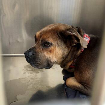 Diamond -  Mixed Breed Dog for Adoption in Winston-salem, North Carolina - Diamond | PetCurious