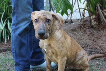 German Shepherd Dog and Mixed Breed Dogs Available for Adoption in Brunswick, Georgia - Bennie | PetCurious