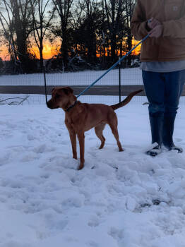 Rescue Labrador Retriever Dogs for Adoption in Troy, Alabama - Jake | PetCurious