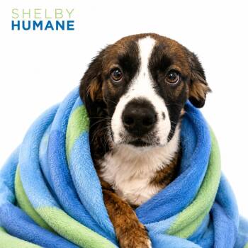 Freckles -  Mixed Breed Dog for Adoption in Columbiana, Alabama - Freckles | PetCurious