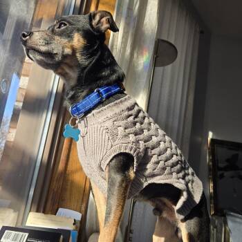 Mixed Breed Dogs Available for Adoption - Jasper | PetCurious