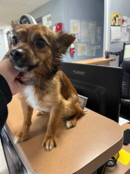Oliver -  Chihuahua and Papillon Dog for Adoption in Troy, Ohio - Oliver | PetCurious