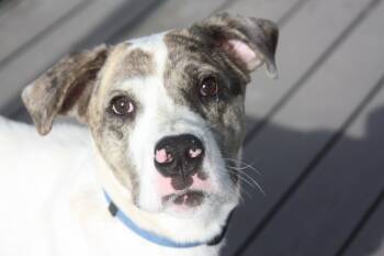 Rescue Great Dane and Mixed Breed Dogs for Adoption in Sunnyvale, Texas - Charlie | PetCurious