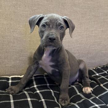 Rescue Mixed Breed Dogs for Adoption in Las Vegas, Nevada - Beet | PetCurious