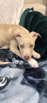 Labrador Retriever Dogs Available for Adoption in Pawleys Island, South Carolina - Bentley | PetCurious