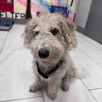 Mixed Breed Dogs Available for Adoption - Tramp | PetCurious