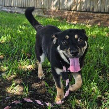 Monkey -  Mixed Breed Dog for Adoption in Cooperstown, New York - Monkey | PetCurious