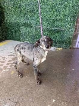 61800971 -  Australian Cattle Dog Blue Heeler and Mixed Breed Dog for Adoption in El Paso, Texas - 61800971 | PetCurious
