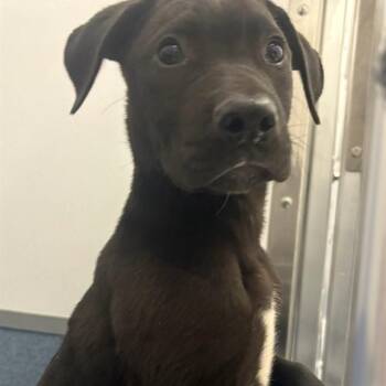 Labrador Retriever Dogs Available for Adoption in St. Louis, Missouri - ARNOLD | PetCurious