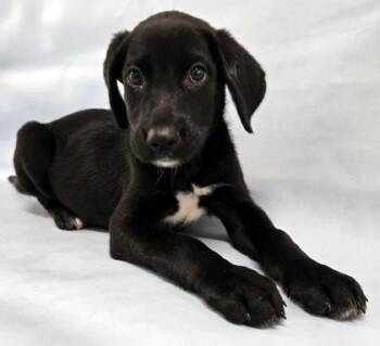 Scout -  Labrador Retriever and Mixed Breed Dog for Adoption in Morton Grove, Illinois - Scout | PetCurious