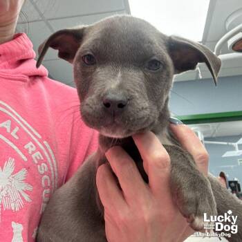 Terrier and Labrador Retriever Dogs Available for Adoption - Dia | PetCurious