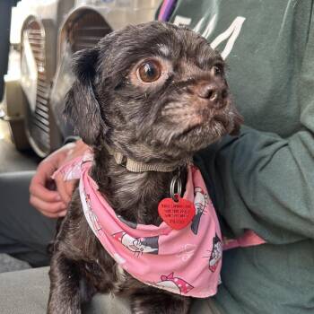 Shih Tzu and Mixed Breed Dogs Available for Adoption in Richmond, California - PETUNIA | PetCurious