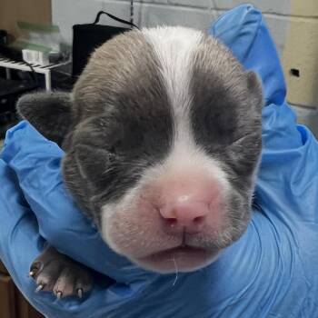 David -  Mixed Breed Dog for Adoption in Summerville, South Carolina - David | PetCurious