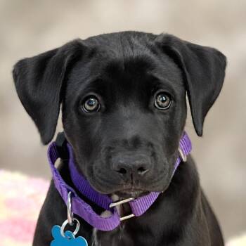 August -  Labrador Retriever and Black Mouth Cur Dog for Adoption in Boerne, Texas - August | PetCurious