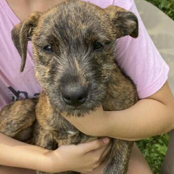 Violet -  Wirehaired Terrier Dog for Adoption in Ottawa Hills, Ohio - Violet | PetCurious