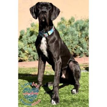 Rescue Great Dane Dogs for Adoption in Inglewood, California - Aston Martin | PetCurious