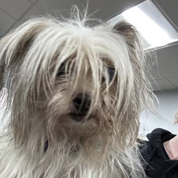 Jersey -  Shih Tzu Dog for Adoption in Newark, New Jersey - Jersey | PetCurious