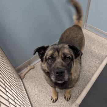 Tactix -  Chow Chow and Mixed Breed Dog for Adoption in Detroit Lakes, Minnesota - Tactix | PetCurious