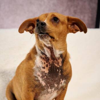 Chihuahua Dogs Available for Adoption - RuPaul | PetCurious