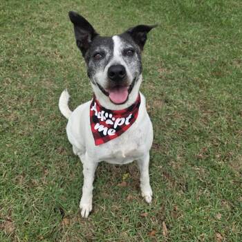 Pointer Dogs Available for Adoption in Monticello, Florida - Harley | PetCurious