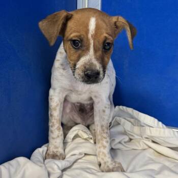 Pepe Le Pew -  Mixed Breed Dog for Adoption in Las Cruces, New Mexico - Pepe Le Pew | PetCurious