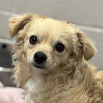 Spaniel and Retriever Dogs Available for Adoption - Marlow  | PetCurious