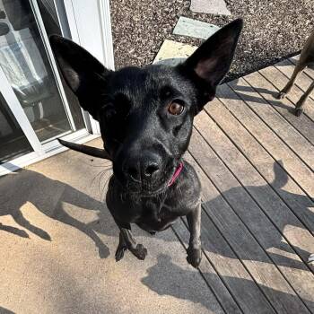 Shepherd and White German Shepherd Dogs Available for Adoption in Center Square, Pennsylvania - Meet KIWI  | PetCurious