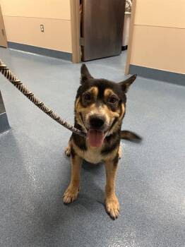 BO -  Labrador Retriever and Mixed Breed Dog Available for Adoption in Pearland, Texas - BO | PetCurious