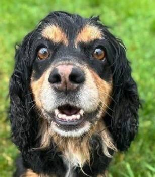 Rottie U 26119 -  Cocker Spaniel Dog for Adoption in Parker, Colorado - Rottie U 26119 | PetCurious