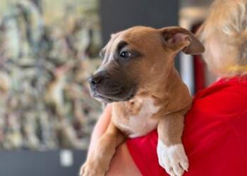 Mixed Breed Dogs Available for Adoption in West Chester, Pennsylvania - Yabba-Dabba-Doo Berry - D348-26 | PetCurious
