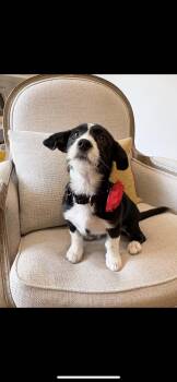 LILY -  Wirehaired Terrier and Jack Russell Terrier Dog for Adoption in Branford, Connecticut - LILY | PetCurious