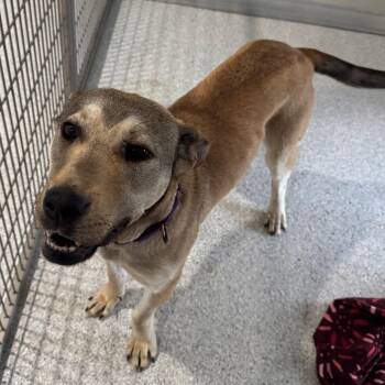 Rumi -  Labrador Retriever Dog for Adoption in Pineville, Missouri - Rumi | PetCurious